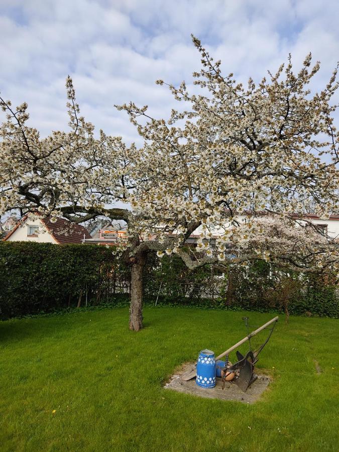 Ferienwohnung Ostseestrandlaeufer 2 Zingst Eksteriør bilde